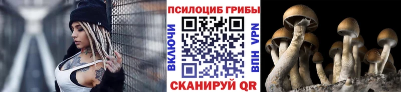 Псилоцибиновые грибы Psilocybine cubensis  Афипский 